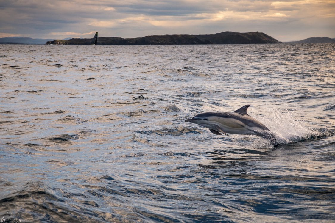 2017-18, Animals, Dolphin, Dolphins, Leg Zero, Nature, On board, On-board, Pre-race, Rolex Fastnet Race, Sunset, Vestas 11th Hour Racing, Wildlife